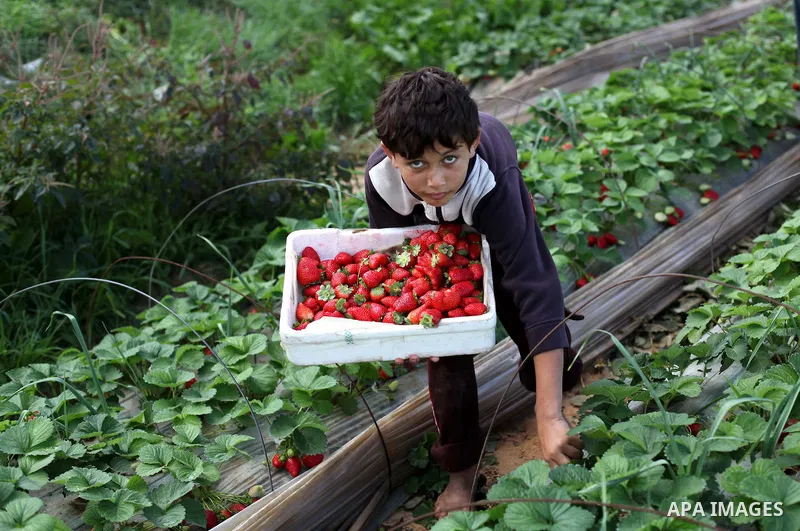 Palestinian farmers pick strawberries in the northern Gaza Strip town of Beit Lahia on Dec. 15, 2012. Israel granted special approval for the export of a small amount of Palestinian Strawberries and flowers from the Gaza...