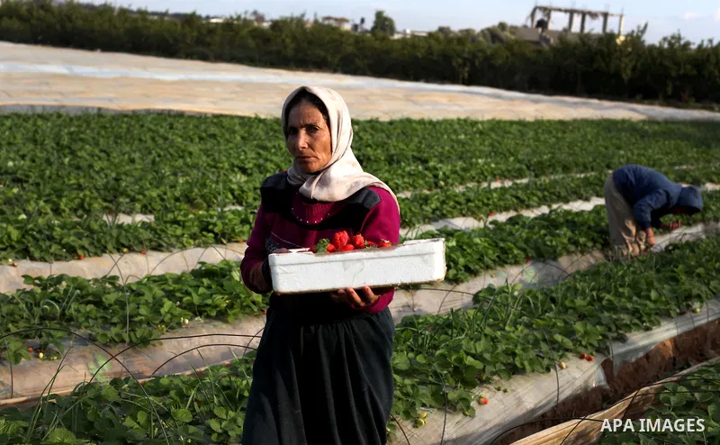 Palestinian farmers pick strawberries in the northern Gaza Strip town of Beit Lahia on Dec. 15, 2012. Israel granted special approval for the export of a small amount of Palestinian Strawberries and flowers from the Gaza...