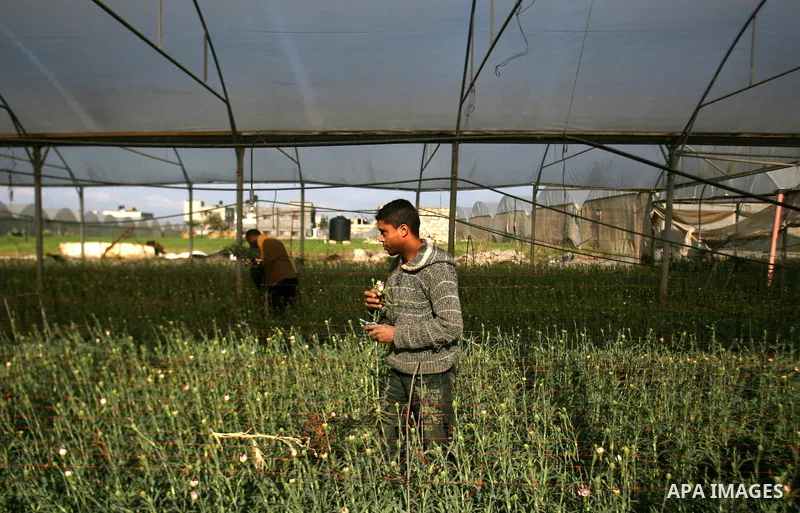 A Palestinian farmer picks flowers at a farm in the southern Gaza Strip city of Rafah on Dec.16, 2012. Israel allowed to transfer trucks of Gaza flowers and strawberries to the Israeli seaport of Ashdod for exporting to...