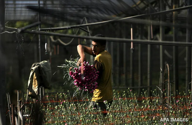 Palestinians farmer pick flowers at a farm in the southern Gaza Strip city of Rafah on Dec.16, 2012. Israel allowed to transfer trucks of Gaza flowers and strawberries to the Israeli seaport of Ashdod for exporting to Eu...