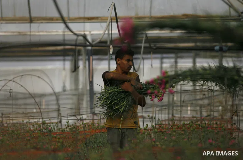 A Palestinian farmer picks flowers at a farm in the southern Gaza Strip city of Rafah on Dec.16, 2012. Israel allowed to transfer trucks of Gaza flowers and strawberries to the Israeli seaport of Ashdod for exporting to...