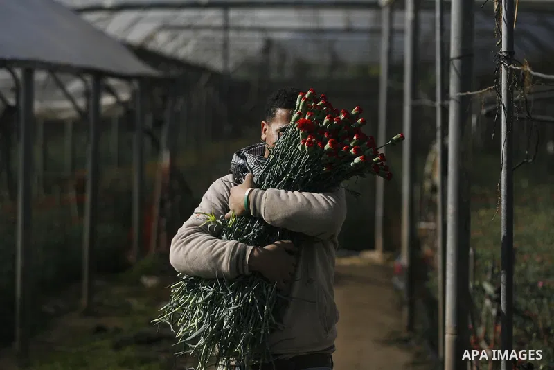 A Palestinian farmer picks flowers at a farm in the southern Gaza Strip city of Rafah on Dec.16, 2012. Israel allowed to transfer trucks of Gaza flowers and strawberries to the Israeli seaport of Ashdod for exporting to...