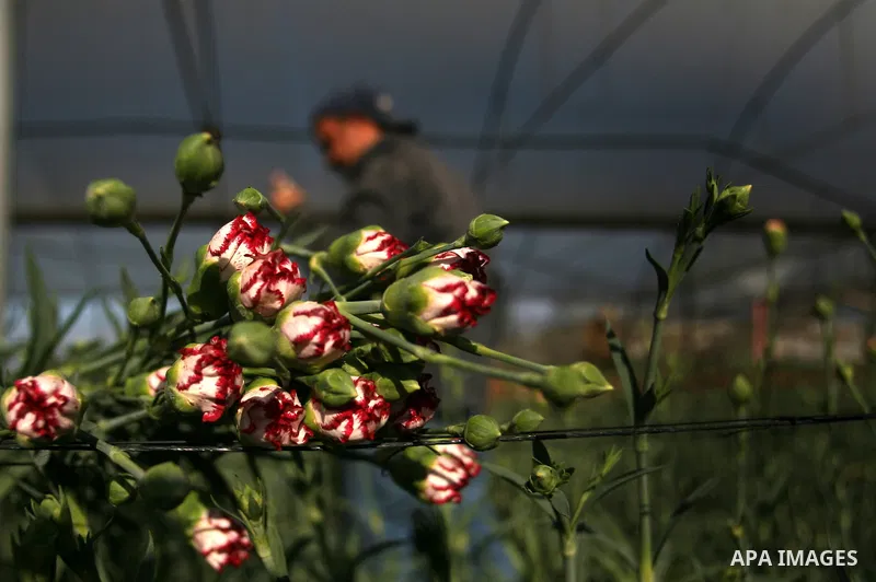 A Palestinian farmer picks flowers at a farm in the southern Gaza Strip city of Rafah on Dec.16, 2012. Israel allowed to transfer trucks of Gaza flowers and strawberries to the Israeli seaport of Ashdod for exporting to...