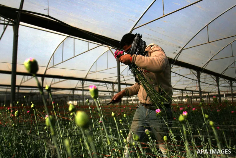 A Palestinian farmer picks flowers at a farm in the southern Gaza Strip city of Rafah on Dec.16, 2012. Israel allowed to transfer trucks of Gaza flowers and strawberries to the Israeli seaport of Ashdod for exporting to...