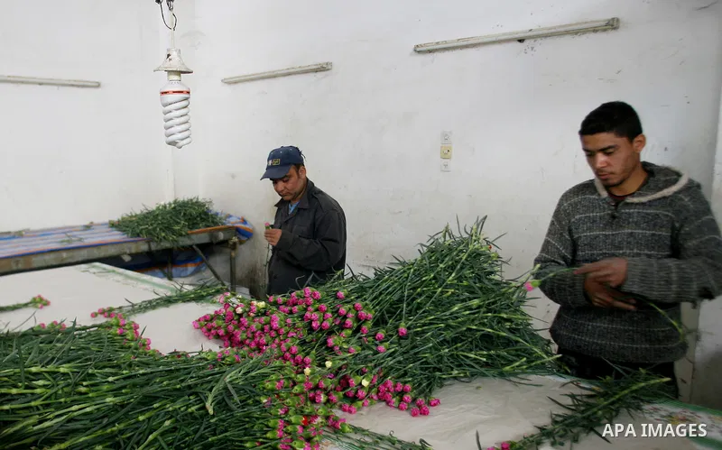 Palestinians farmer pick flowers at a farm in the southern Gaza Strip city of Rafah on Dec.16, 2012. Israel allowed to transfer trucks of Gaza flowers and strawberries to the Israeli seaport of Ashdod for exporting to Eu...
