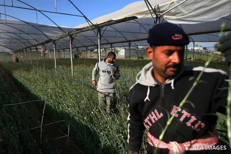 Palestinians farmer pick flowers at a farm in the southern Gaza Strip city of Rafah on Dec.16, 2012. Israel allowed to transfer trucks of Gaza flowers and strawberries to the Israeli seaport of Ashdod for exporting to Eu...