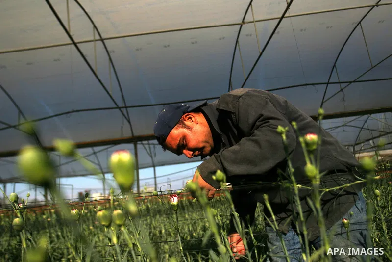 A Palestinian farmer picks flowers at a farm in the southern Gaza Strip city of Rafah on Dec.16, 2012. Israel allowed to transfer trucks of Gaza flowers and strawberries to the Israeli seaport of Ashdod for exporting to...