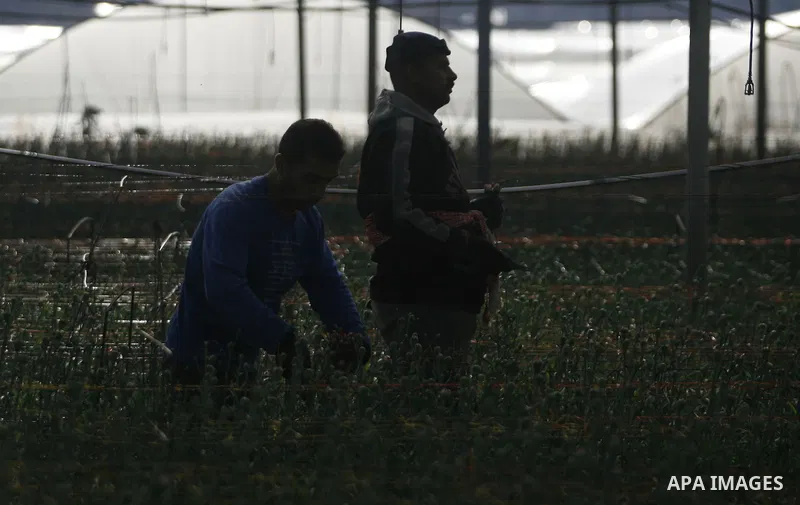 Palestinians farmer pick flowers at a farm in the southern Gaza Strip city of Rafah on Dec.16, 2012. Israel allowed to transfer trucks of Gaza flowers and strawberries to the Israeli seaport of Ashdod for exporting to Eu...