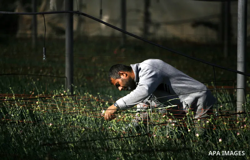 A Palestinian farmer picks flowers at a farm in the southern Gaza Strip city of Rafah on Dec.16, 2012. Israel allowed to transfer trucks of Gaza flowers and strawberries to the Israeli seaport of Ashdod for exporting to...