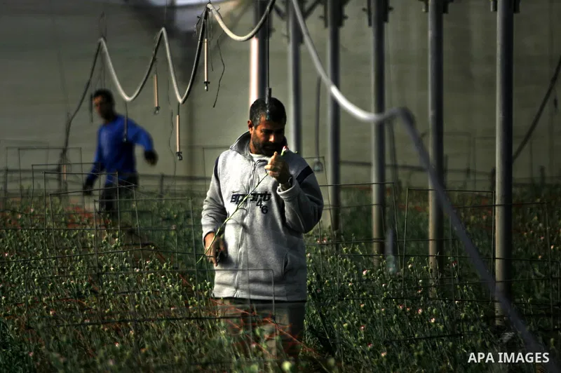 Palestinians farmer pick flowers at a farm in the southern Gaza Strip city of Rafah on Dec.16, 2012. Israel allowed to transfer trucks of Gaza flowers and strawberries to the Israeli seaport of Ashdod for exporting to Eu...