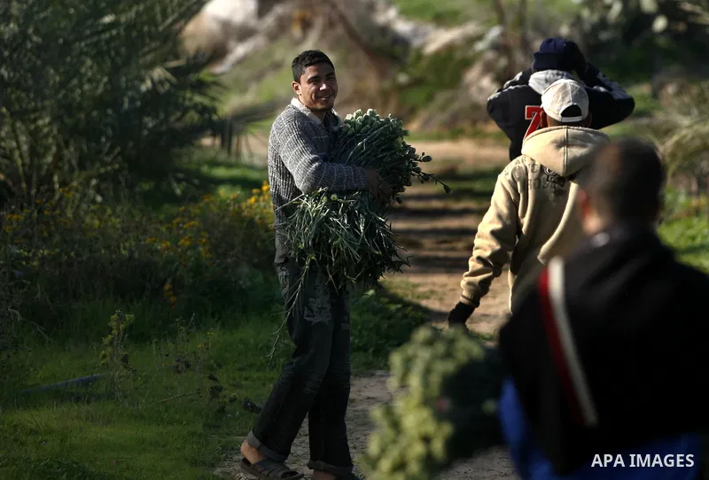 Palestinians farmer pick flowers at a farm in the southern Gaza Strip city of Rafah on Dec.16, 2012. Israel allowed to transfer trucks of Gaza flowers and strawberries to the Israeli seaport of Ashdod for exporting to Eu...