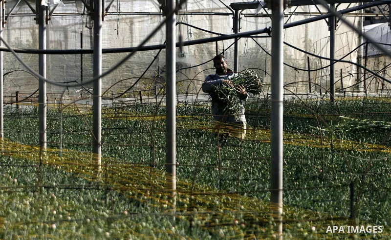 A Palestinian farmer picks flowers at a farm in the southern Gaza Strip city of Rafah on Dec.16, 2012. Israel allowed to transfer trucks of Gaza flowers and strawberries to the Israeli seaport of Ashdod for exporting to...