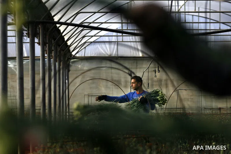 A Palestinian farmer picks flowers at a farm in the southern Gaza Strip city of Rafah on Dec.16, 2012. Israel allowed to transfer trucks of Gaza flowers and strawberries to the Israeli seaport of Ashdod for exporting to...