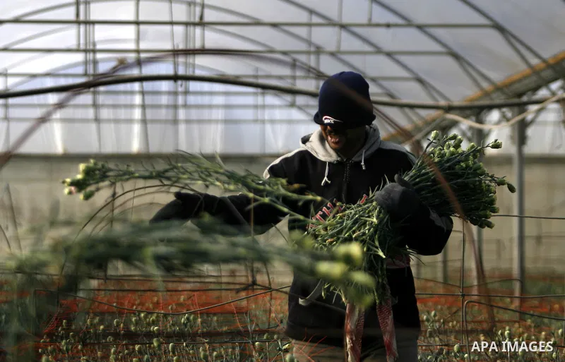 A Palestinian farmer picks flowers at a farm in the southern Gaza Strip city of Rafah on Dec.16, 2012. Israel allowed to transfer trucks of Gaza flowers and strawberries to the Israeli seaport of Ashdod for exporting to...