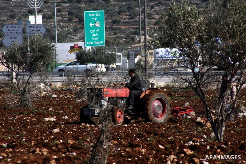 A Palestinian land owner plows his land near the Jewish settlement of Ariel near the West Bank city of Nablus on December 30, 2012. Jewish settlers attacked Palestinian farmers in the village of Yasuf and shredded wheat...