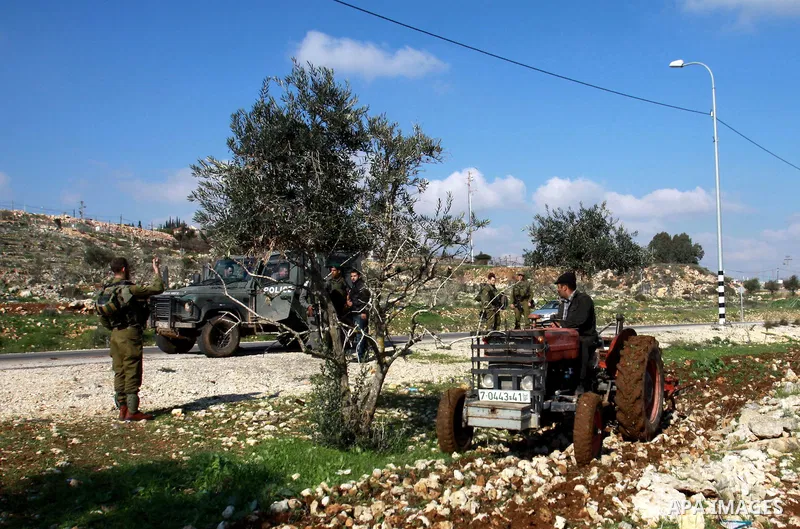 A Palestinian land owner plows his land near the Jewish settlement of Ariel near the West Bank city of Nablus on December 30, 2012. Jewish settlers attacked Palestinian farmers in the village of Yasuf and shredded wheat...