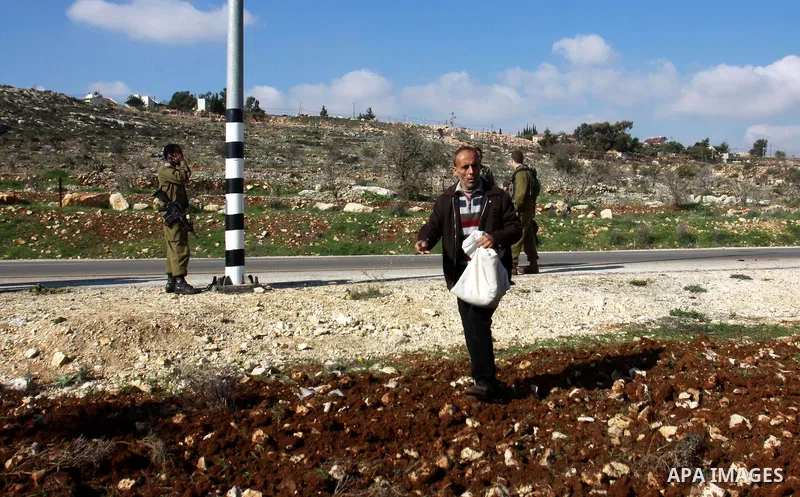 A Palestinian land owner sows wheat at his land near the Jewish settlement of Ariel near the West Bank city of Nablus on December 30, 2012. Jewish settlers attacked Palestinian farmers in the village of Yasuf and shredde...