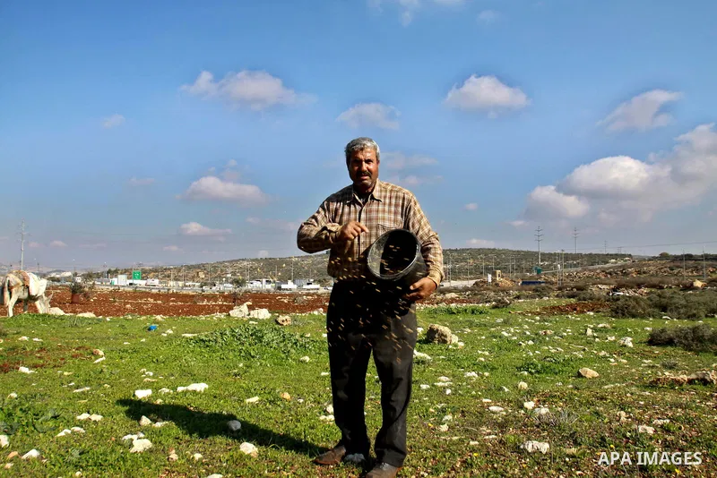 A Palestinian land owner sows wheat at his land near the Jewish settlement of Ariel near the West Bank city of Nablus on December 30, 2012. Jewish settlers attacked Palestinian farmers in the village of Yasuf and shredde...