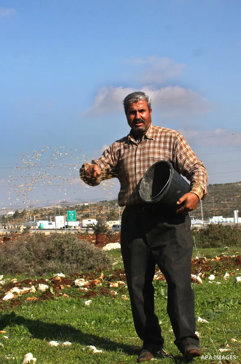 A Palestinian land owner sows wheat at his land near the Jewish settlement of Ariel near the West Bank city of Nablus on December 30, 2012. Jewish settlers attacked Palestinian farmers in the village of Yasuf and shredde...