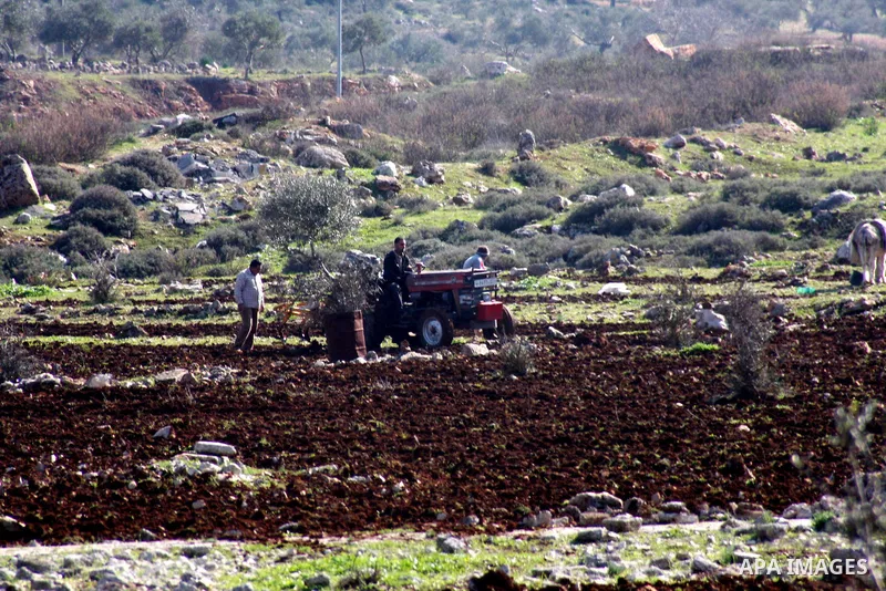A Palestinian land owner plows his land near the Jewish settlement of Ariel near the West Bank city of Nablus on December 30, 2012. Jewish settlers attacked Palestinian farmers in the village of Yasuf and shredded wheat...