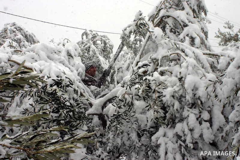 A Palestinian farmer tries to remove the snow at his farm in the West Bank city of Hebron on January 10, 2013. Abnormal storms, which for four days have blasted the Middle East with rain, snow and hail, leave swathes of...
