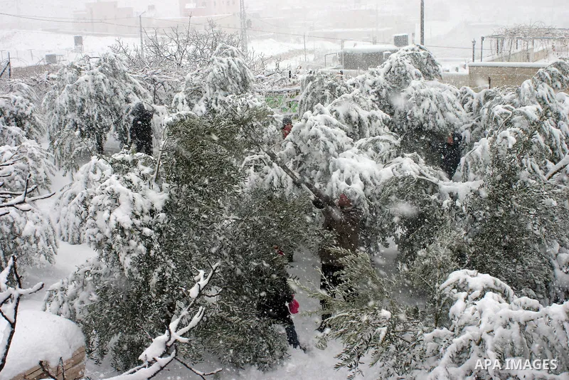A Palestinian farmer tries to remove the snow at his farm in the West Bank city of Hebron on January 10, 2013. Abnormal storms, which for four days have blasted the Middle East with rain, snow and hail, leave swathes of...