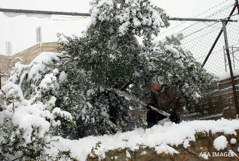 A Palestinian farmer tries to remove the snow at his farm in the West Bank city of Hebron on January 10, 2013. Abnormal storms, which for four days have blasted the Middle East with rain, snow and hail, leave swathes of...
