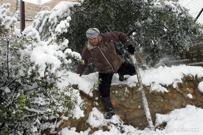 A Palestinian farmer tries to remove the snow at his farm in the West Bank city of Hebron on January 10, 2013. Abnormal storms, which for four days have blasted the Middle East with rain, snow and hail, leave swathes of...