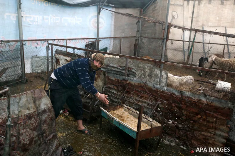 A Palestinian shepherd feeds his goats as wintry weather swept through the region, in Gaza city on 10 January 2013. Abnormal storms, which for four days have blasted the Middle East with rain, snow and hail, leave swathe...