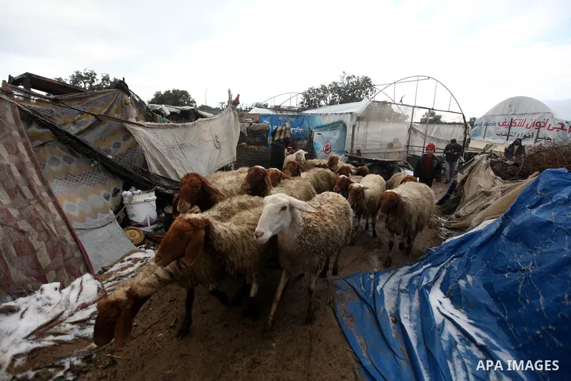 Palestinian shepherds feed their goats as wintry weather swept through the region, in Gaza city on 10 January 2013. Abnormal storms, which for four days have blasted the Middle East with rain, snow and hail, leave swathe...
