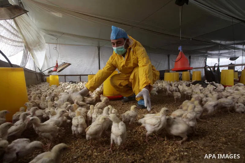 Palestinian workers combine chicks to cull it, in a farm in Deir al-Balah in the central of Gaza strip on Feb. 05, 2013. Palestinian ministry of Agriculture culled 10,000 smuggled chicks through the tunnels between Egypt...