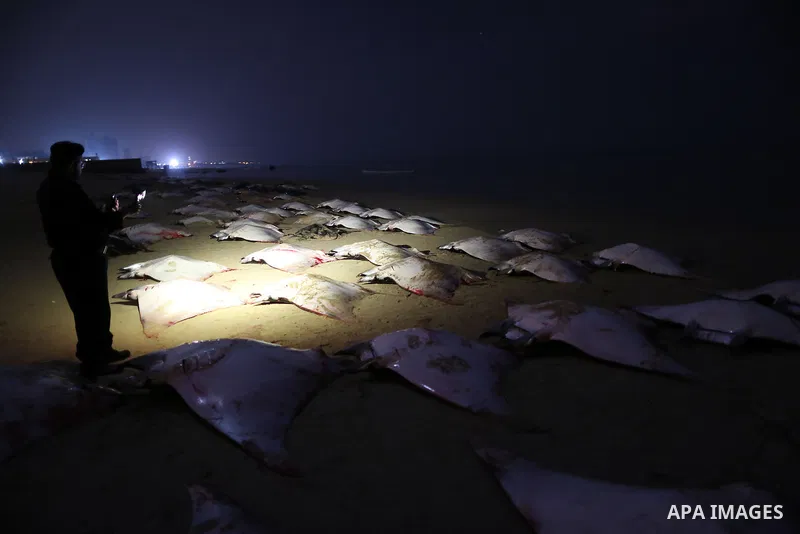 A Palestinian policeman looks at thousands fish Bat on Gaza beach on February 27, 2013. Photo by Wissam Nassar