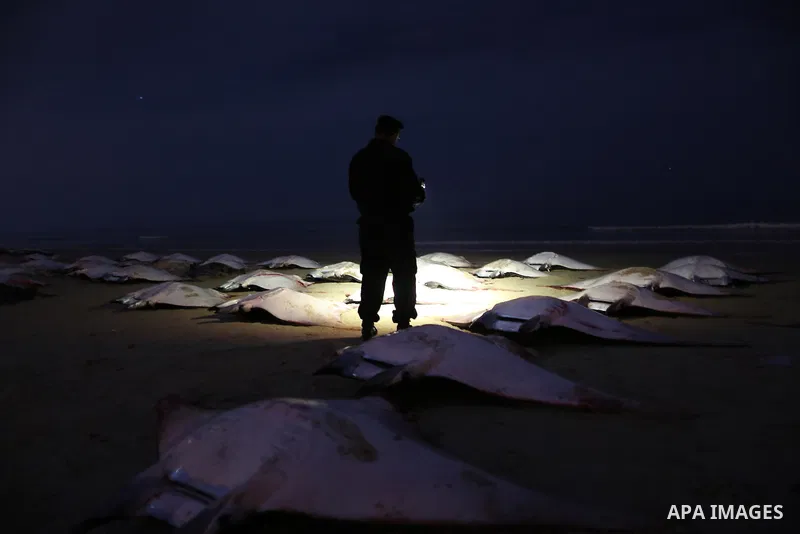 A Palestinian policeman looks at thousands fish Bat on Gaza beach on February 27, 2013. Photo by Wissam Nassar