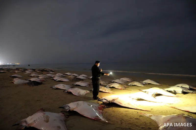 A Palestinian policeman looks at thousands fish Bat on Gaza beach on February 27, 2013. Photo by Wissam Nassar