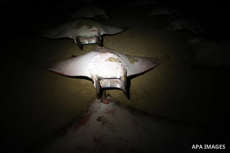 A Palestinian policeman looks at thousands fish Bat on Gaza beach on February 27, 2013. Photo by Wissam Nassar