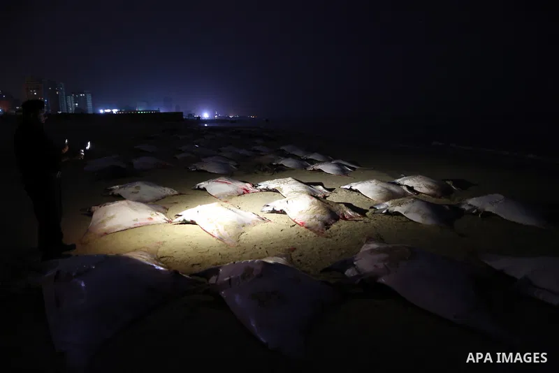 A Palestinian policeman looks at thousands fish Bat on Gaza beach on February 27, 2013. Photo by Wissam Nassar