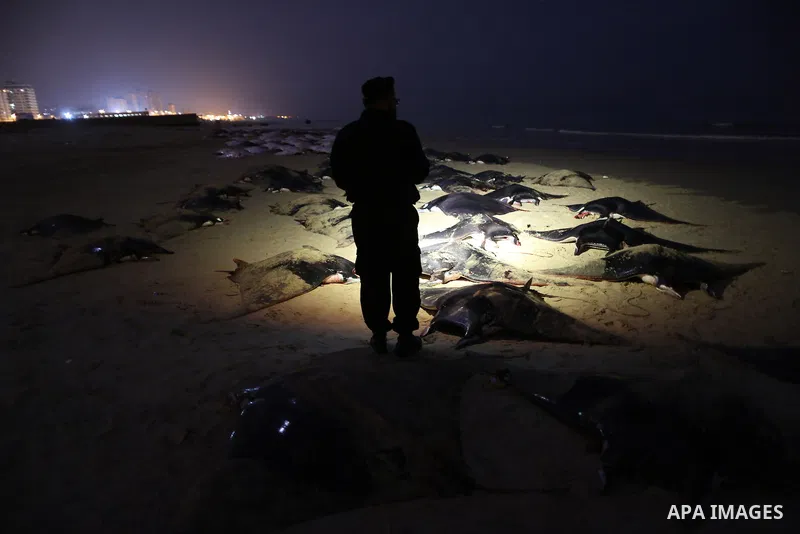 A Palestinian policeman looks at thousands fish Bat on Gaza beach on February 27, 2013. Photo by Wissam Nassar