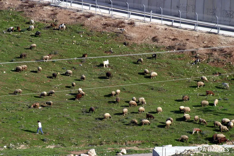 A Palestinian farmer herds his goats next to the separation wall barrier near Jerusalem, on March 10, 2013. Photo by Mahfouz Abu Turk