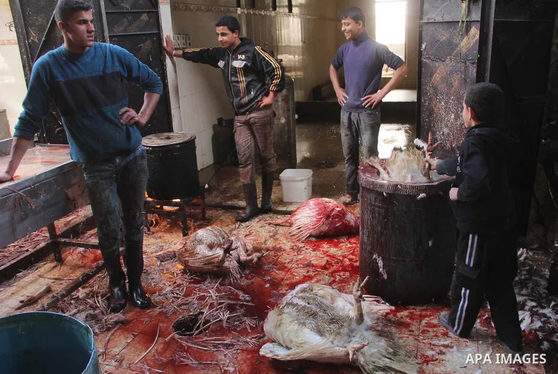 Palestinian vendors slaughter a turkey bird in their shop in Rafah in the southern Gaza Strip, o March 24, 2013. Prices of chicken and turkey rose significantly in Gaza strip. Photo by Eyad Al Baba
