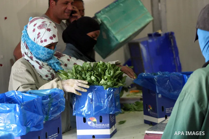 Palestinian workers package fresh herbs at a farm of medicinal herbs in the West Bank city of Jericho, March 25, 2013. Ther farm work independently, employing Palestinian laborers to produce and package fresh herbs like...