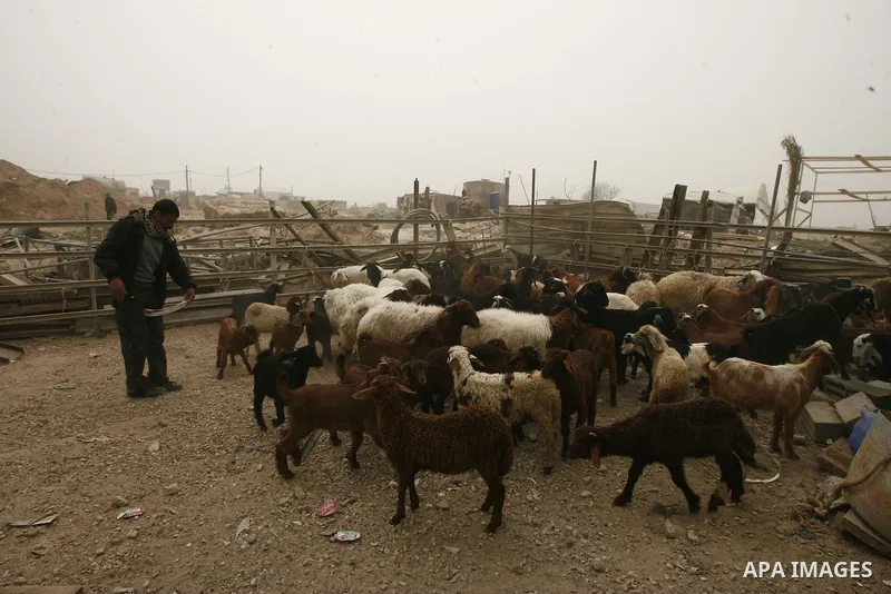 Palestinian workers move sheeps into a truck after getting it through a smuggling tunnels between the Hamas-ruled Gaza Strip and Egypt in the southern Gaza Strip city of Rafah on April 4, 2013. The Egyptian army started...
