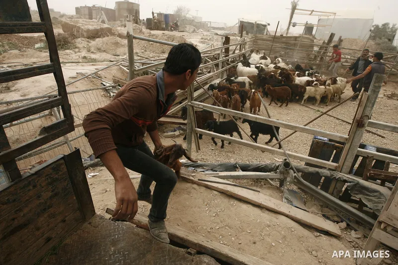 Palestinian workers move sheeps into a truck after getting it through a smuggling tunnels between the Hamas-ruled Gaza Strip and Egypt in the southern Gaza Strip city of Rafah on April 4, 2013. The Egyptian army started...