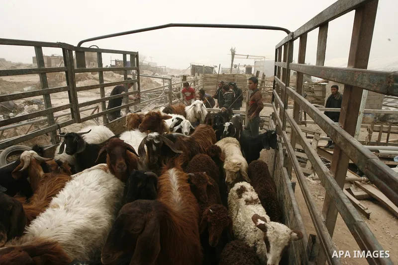 Palestinian workers move sheeps into a truck after getting it through a smuggling tunnels between the Hamas-ruled Gaza Strip and Egypt in the southern Gaza Strip city of Rafah on April 4, 2013. The Egyptian army started...