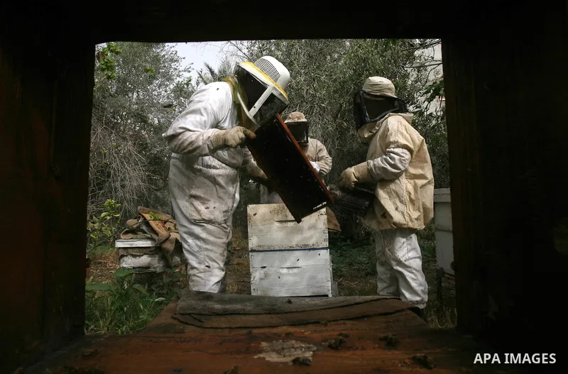 Palestinian beekeepers inspect hives at an apiary in the southern Gaza strip town of Rafah, on April 08, 2013. Beekeepers collect honey and wax from the beehives at this time of year. Photo by Eyad Al Baba
