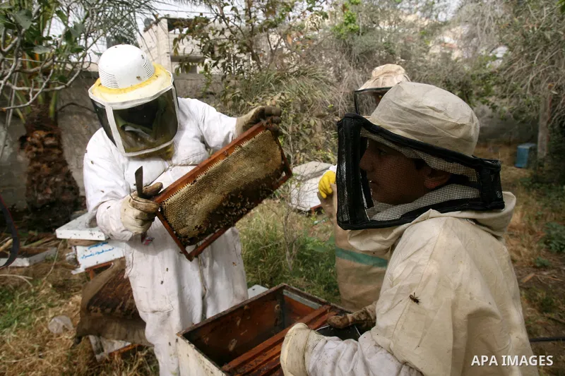 Palestinian beekeepers inspect hives at an apiary in the southern Gaza strip town of Rafah, on April 08, 2013. Beekeepers collect honey and wax from the beehives at this time of year. Photo by Eyad Al Baba