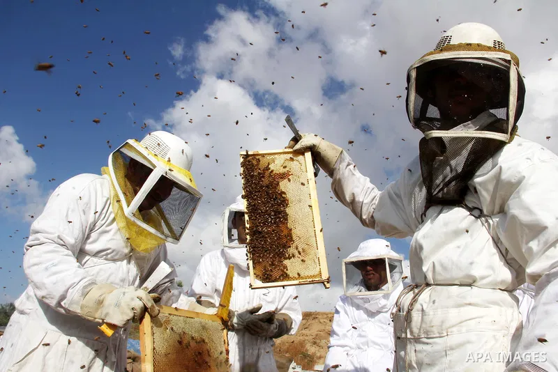 Palestinian beekeepers check a honeycomb before collecting honey at a farm in Rafah in the southern Gaza Strip, April 10, 2013. Beekeepers collect honey and wax from the beehives at this time of year. Photo by Hatem Omar
