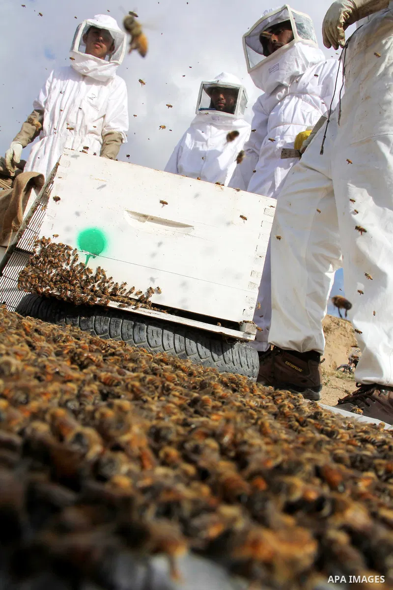 Palestinian beekeepers check a honeycomb before collecting honey at a farm in Rafah in the southern Gaza Strip, April 10, 2013. Beekeepers collect honey and wax from the beehives at this time of year. Photo by Hatem Omar