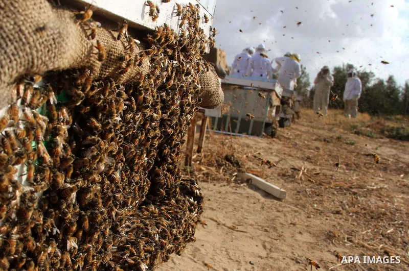 Palestinian beekeepers check a honeycomb before collecting honey at a farm in Rafah in the southern Gaza Strip, April 10, 2013. Beekeepers collect honey and wax from the beehives at this time of year. Photo by Hatem Omar