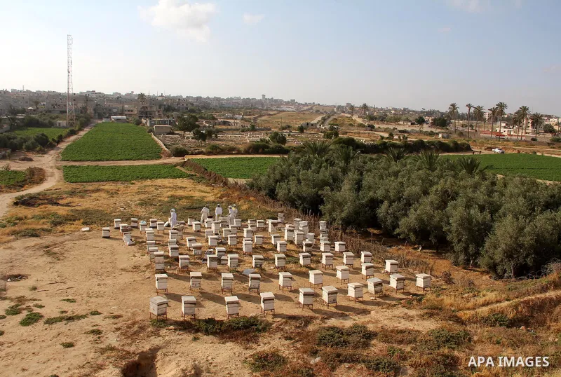 A view for a bee farm during collecting honey season in Rafah in the southern Gaza Strip, April 10, 2013. Beekeepers collect honey and wax from the beehives at this time of year. Photo by Hatem Omar