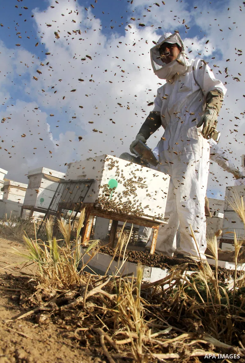 Palestinian beekeepers check a honeycomb before collecting honey at a farm in Rafah in the southern Gaza Strip, April 10, 2013. Beekeepers collect honey and wax from the beehives at this time of year. Photo by Hatem Omar